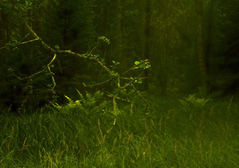 Бегущий палочник