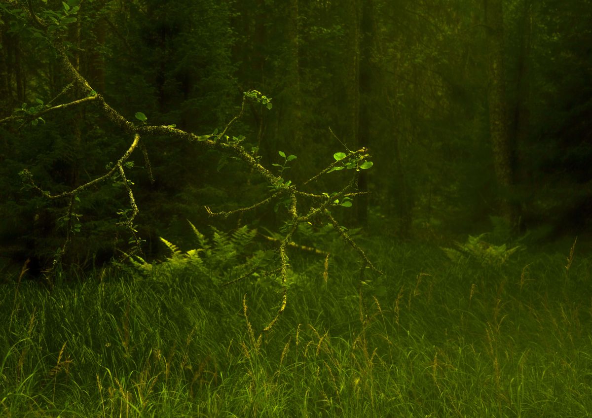 Бегущий палочник
